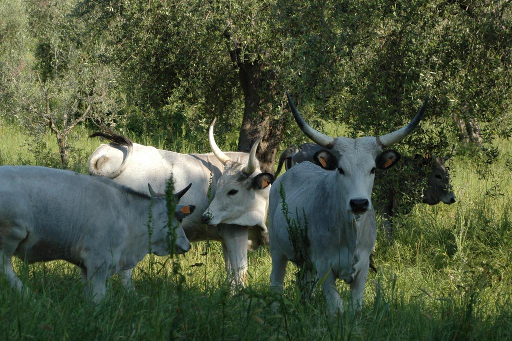 Bio Le Macchie Alte Alloggio per agriturismo *